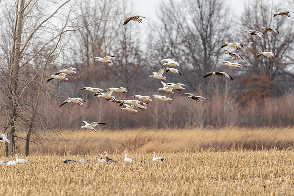 Mixed Winter Geese Landing 6