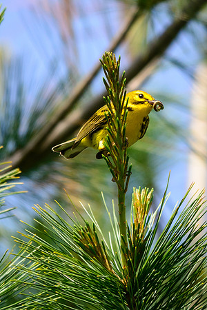 Prairie Warbler