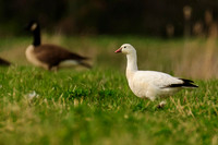 Mixed/Hybrid Geese
