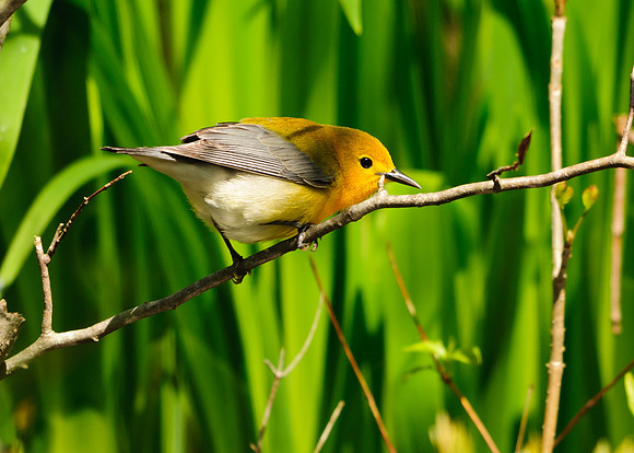 Prothonotary Warbler; Lawrence Woods, Kenton  OH