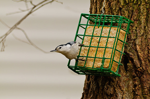 White Breasted Nuthatch;  Larue Ohio