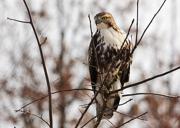Red-tailed Hawk
