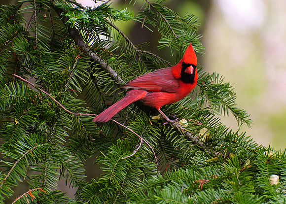 Northern Cardinal; Male