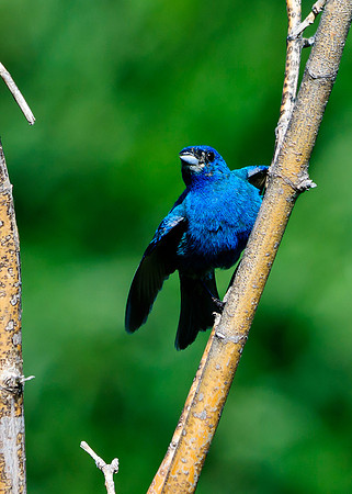 Indigo Bunting