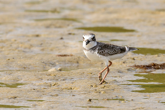 Wilson's Plover