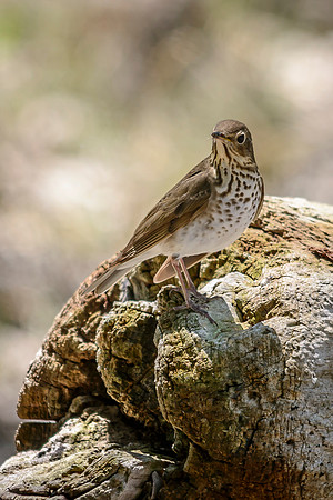Swainson's Thrush; Magee Marsh, Lake Erie, Ohio