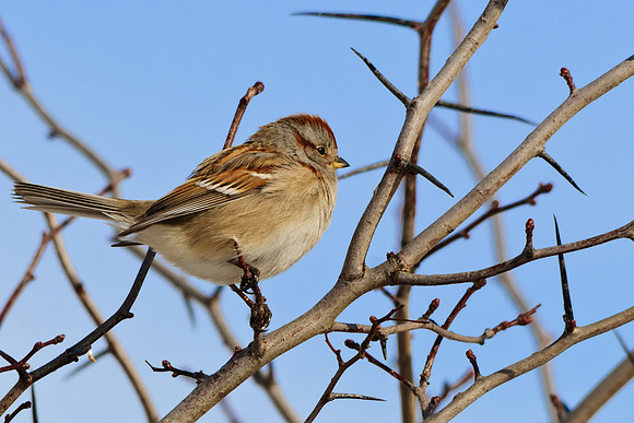 American Tree Sparrow