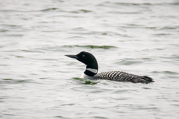 Common Loon