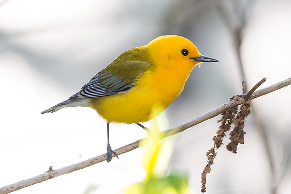 Prothonotary Warbler