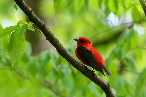 Scarlet Tanager