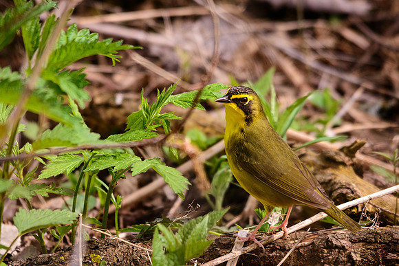 Kentucky Warbler