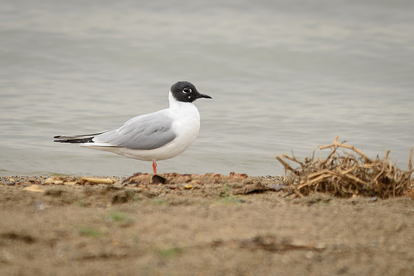 Bonaparte's Gull