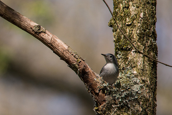 Blue Gray Gnatcatcher; Lawrence Woods, Kenton OH