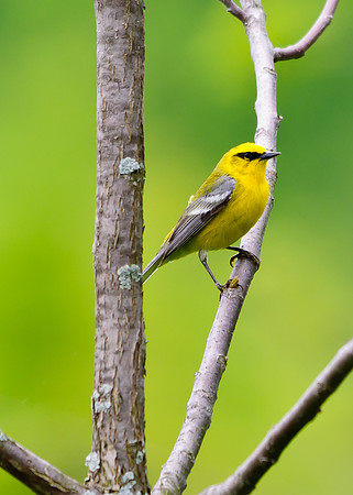 Blue-winged Warbler; Lawrence Woods, Kenton OH