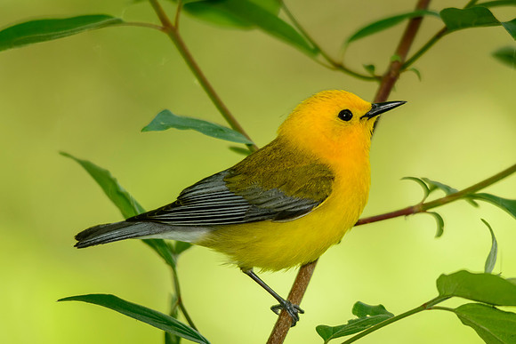 Male Prothonotary Warbler
