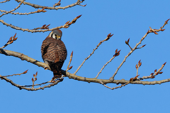 American Kestrel