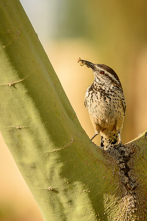 Cactus Wren