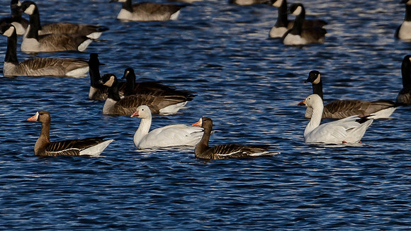 Mixed Geese