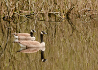 Canada Goose