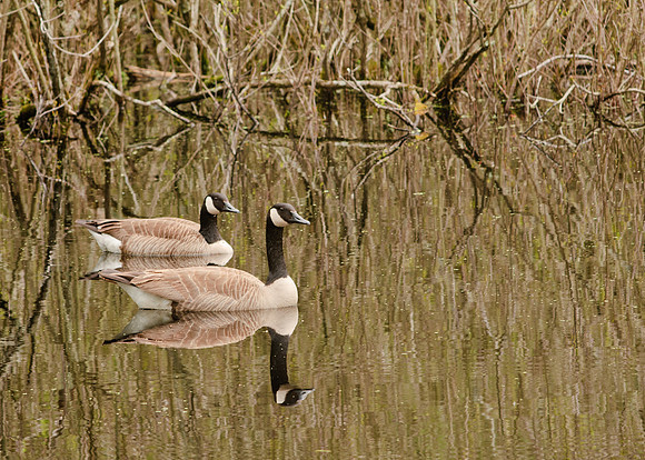 Canada Goose