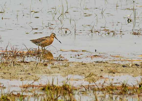 Short-billed Dowitcher
