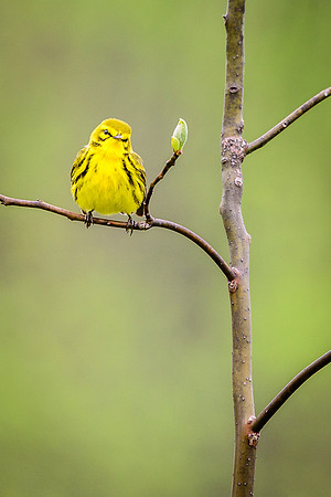 Prairie Warbler