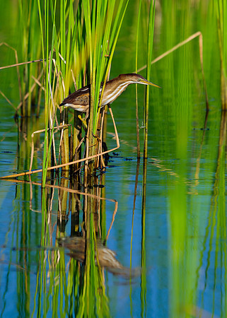 Least Bittern; Glacier Ridge Metro Park, Dublin Ohio