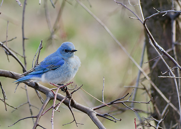 Mountain Bluebird