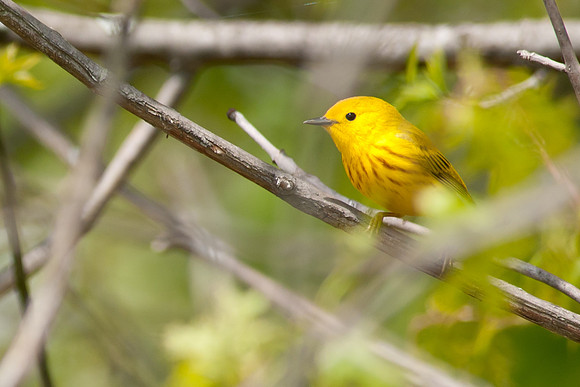 Male Yellow Warbler; Magee Marsh, Lake Erie Ohio