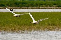 Trumpeter Swan