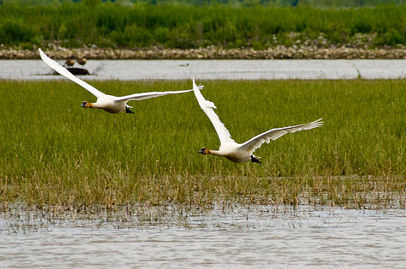 Trumpeter Swans