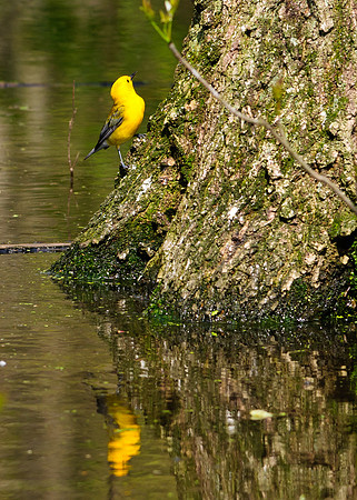 Prothonotary Warbler Big Island Wildlife Area, Marion OH