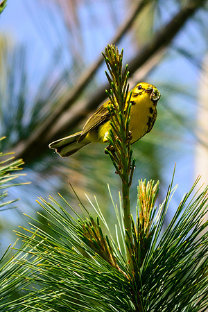 Prairie Warbler