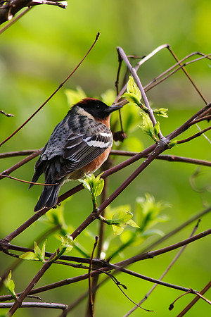 Bay Breasted Warbler; Magee Marsh, Lake Erie Ohio