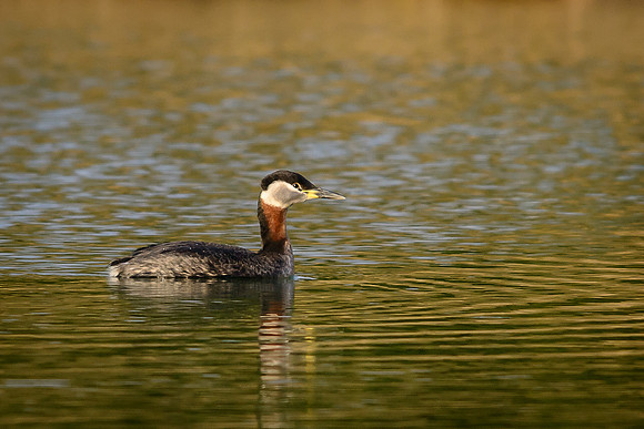 Red-necked Grebe