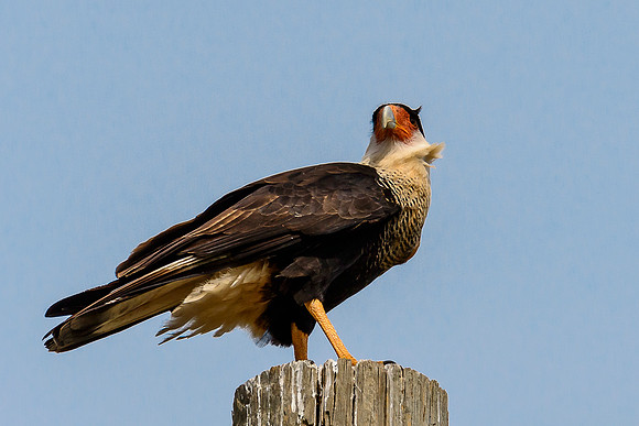 Crested Caracara