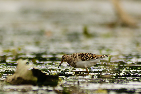 Pectoral Sandpiper