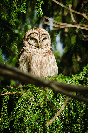 Barred Owl; Blacklick Woods, Columbus OH