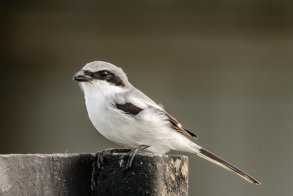 Loggerhead Shrike