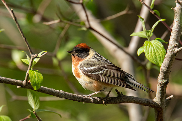 Bay-breasted Warbler