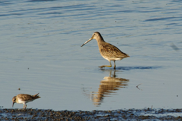 Short-billed Dowitcher