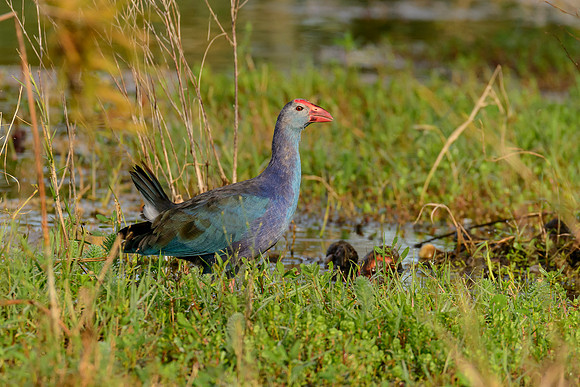 Grey-headed Swamphen