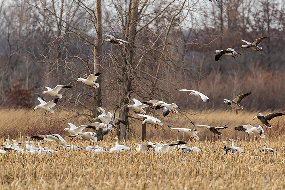 Mixed Winter Geese Landing 8