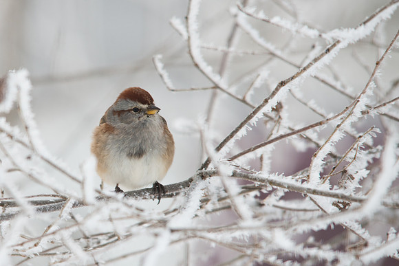 American Tree Sparrow