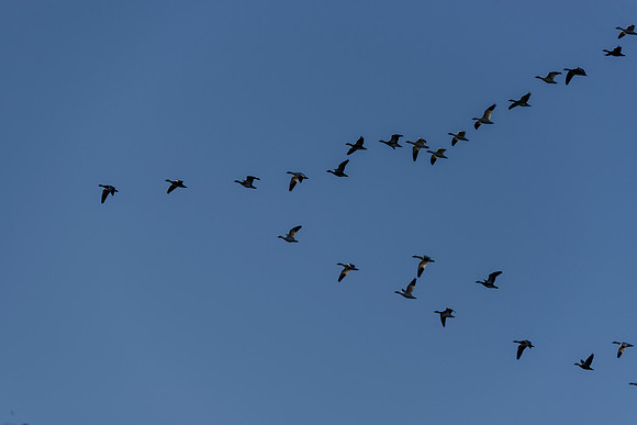 Snow Geese