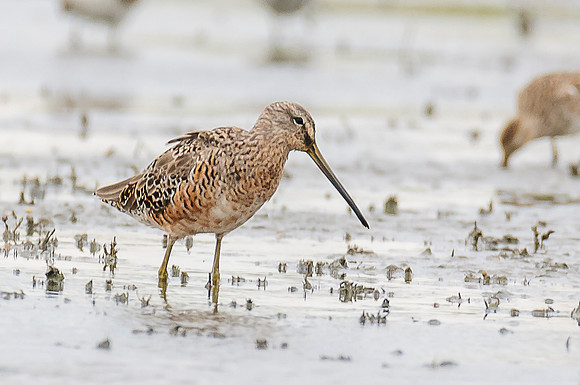 Short-billed Dowitcher
