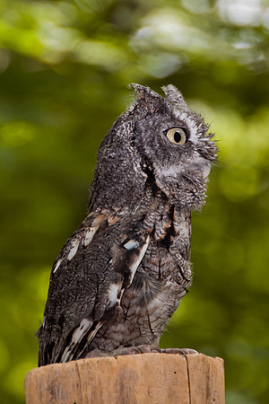 Eastern Screech Owl