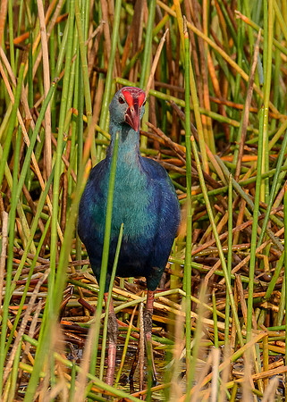 Grey-headed Swamphen