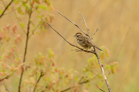Lark Sparrow