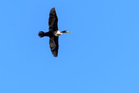Double-crested Cormorant